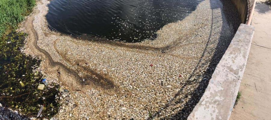 Reportan mortandad de peces en lago “el Popalillo” de Balancán Reportan mortandad de peces en lago “el Popalillo” de Balancán