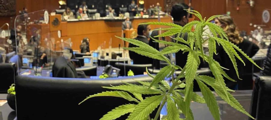 Diputado federal Sergio Pérez solicita permiso para sembrar marihuana en el patio central de la Cámara 