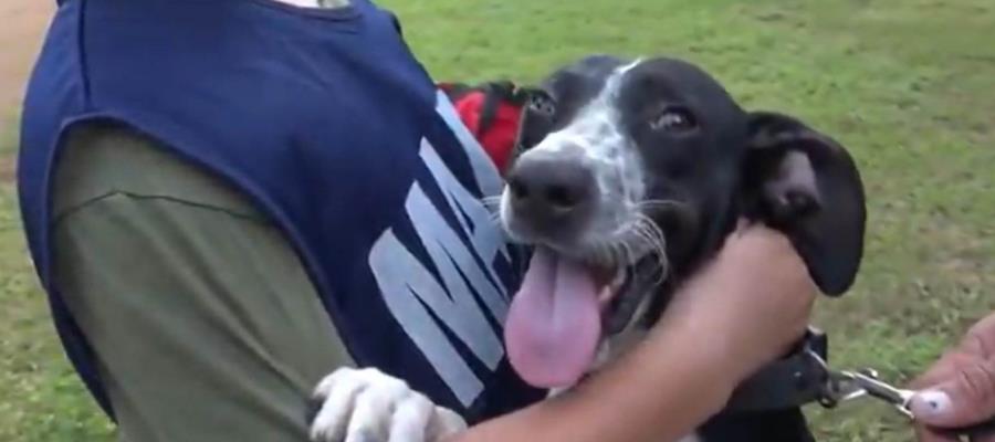 Integra SEMAR a sus filas a un segundo canino rescatado de las inundaciones de Tabasco; estaba atrapado en una alcantarilla 