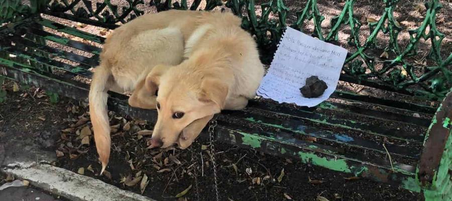 Abandonan a canino en Ciudad de México; dejan nota para que lo adopten
