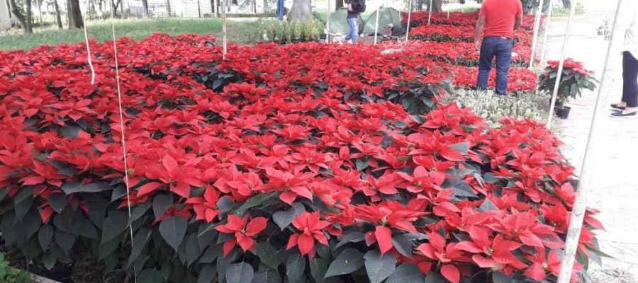 Se dicen optimistas vendedores de flor de “Nochebuena” en Villahermosa