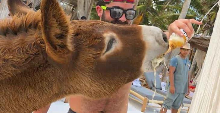 Turistas dan cerveza a burro en Tulum, acusan al hotel de maltrato animal Turistas dan cerveza a burro en Tulum, acusan al hotel de maltrato animal