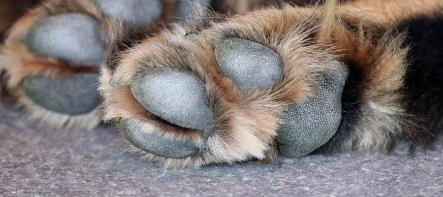 Rocían ácido a perros callejeros en Tamaulipas, no hay detenidos