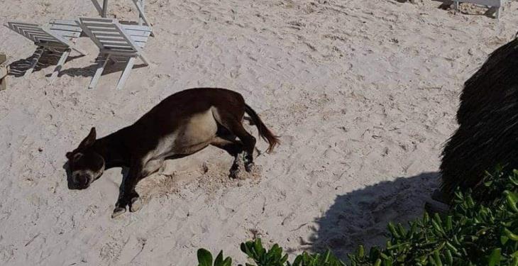 Turistas dan cerveza a burro en Tulum, acusan al hotel de maltrato animal Turistas dan cerveza a burro en Tulum, acusan al hotel de maltrato animal
