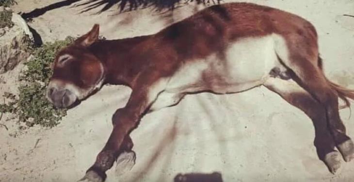 Turistas dan cerveza a burro en Tulum, acusan al hotel de maltrato animal Turistas dan cerveza a burro en Tulum, acusan al hotel de maltrato animal
