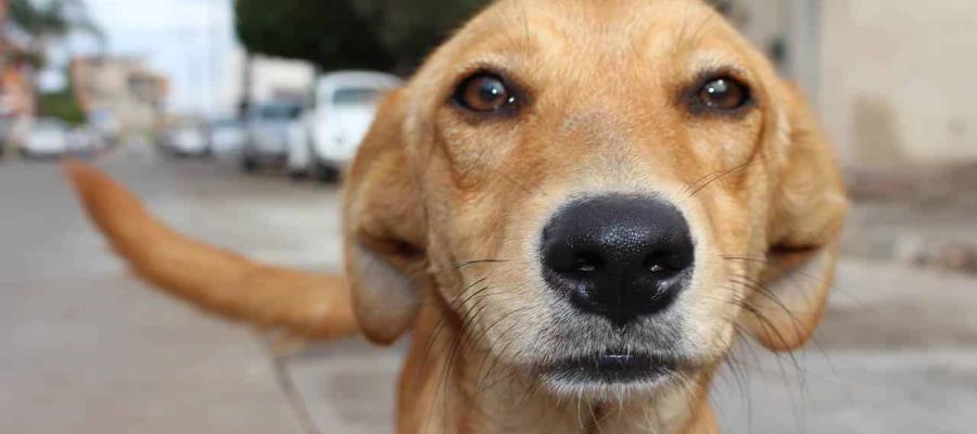 Proponen en San Lázaro seis años de prisión a quien maltrate a un animal