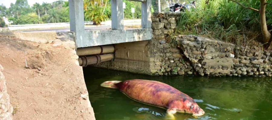 Reporta Bienestar 4 manatís muertos en lo que va del año Reporta Bienestar 4 manatís muertos en lo que va del año