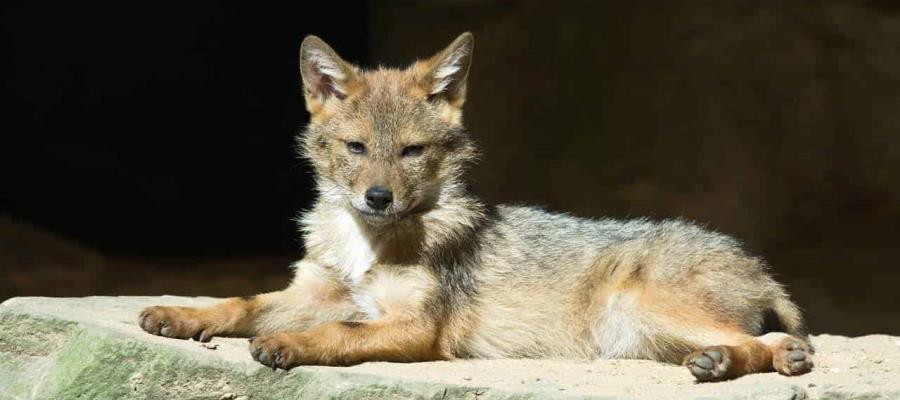 Capturan a coyote en inmediaciones del IMSS en Nuevo León Capturan a coyote en inmediaciones del IMSS en Nuevo León