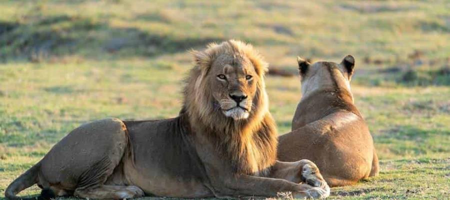 Dan positivo a Covid-19 cuatro leones de zoológico en España