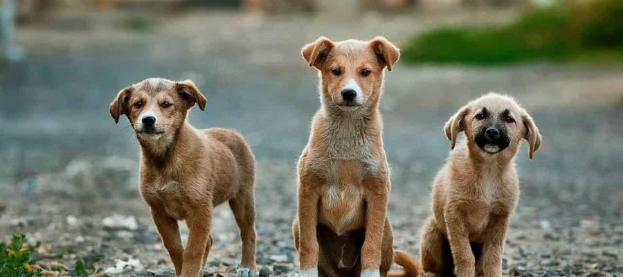 Reportan tres primeros casos de Covid-19 en animales en México