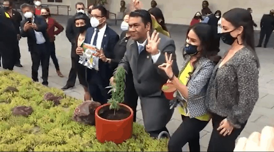 Diputados de Morena siembran planta de marihuana en el patio del Congreso