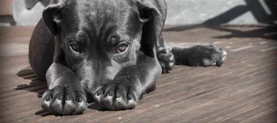 Activista llama a no usar pirotecnias por repercusiones en mascotas en Sinaloa