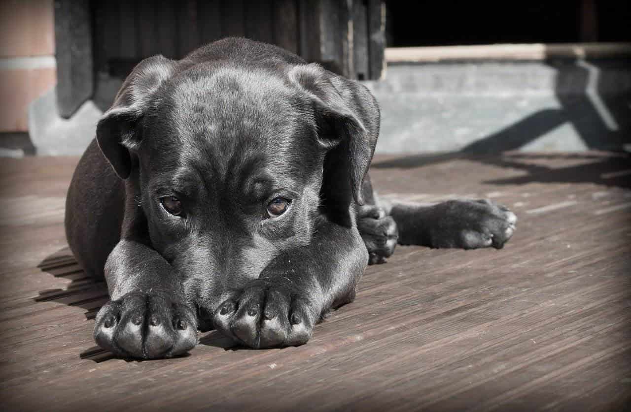 Suspende Caninos 911 rescates y apoyo a “independientes” ante dificultades económicas