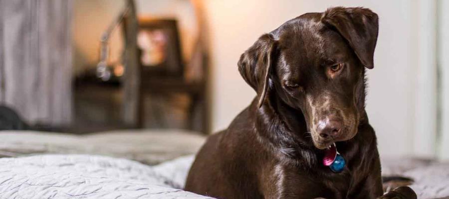 Sujeto golpea brutalmente a su mascota y se hace viral en Querétaro Sujeto golpea brutalmente a su mascota y se hace viral en Querétaro