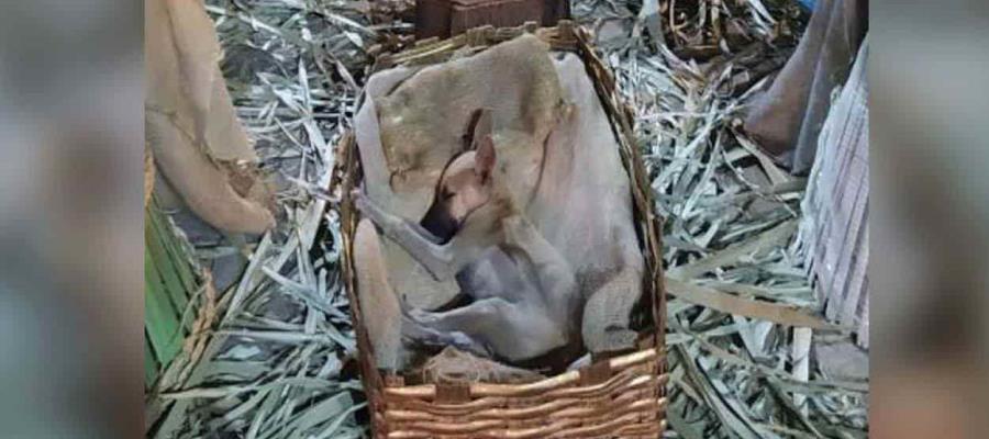 Perrito es captado durmiendo en el nacimiento del “Niño Dios” y lo adoptan