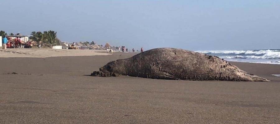 En Chiapas, elefante marino es captado a la orilla de una playa En Chiapas, elefante marino es captado a la orilla de una playa