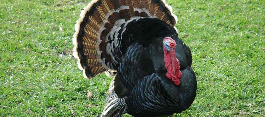 Revela AMLO que le piden dar indulto a pavo que le regalaron en gira por Oaxaca Revela AMLO que le piden dar indulto a pavo que le regalaron en gira por Oaxaca