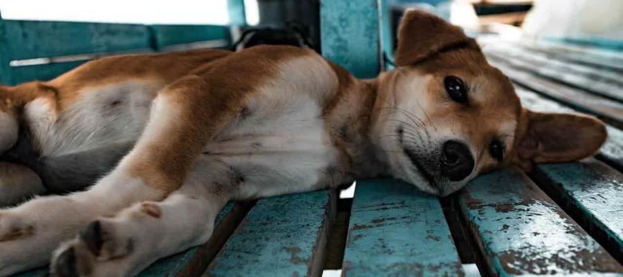 Denuncia “Caninos 911” práctica de cruza indiscriminada de perros para comercializarlos