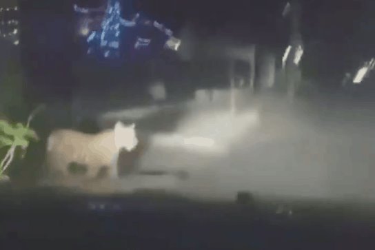 En Ciudad Juárez, aparece un tigre de bengala paseando por las calles