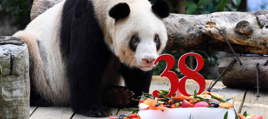 Muere XinXing, la osa panda en cautiverio más vieja del mundo. Muere XinXing, la osa panda en cautiverio más vieja del mundo.