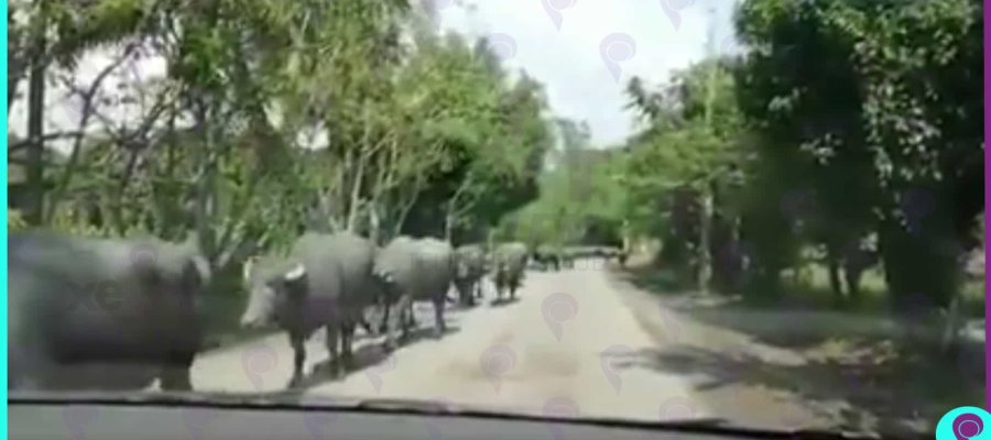Causa asombro manada de búfalos de agua movilizándose sobre carretera rural de Huimanguillo Causa asombro manada de búfalos de agua movilizándose sobre carretera rural de Huimanguillo