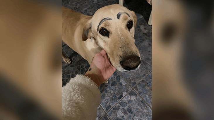 Perro regresa a casa con las cejas pintadas; dueña buscará al culpable Perro regresa a casa con las cejas pintadas; dueña buscará al culpable