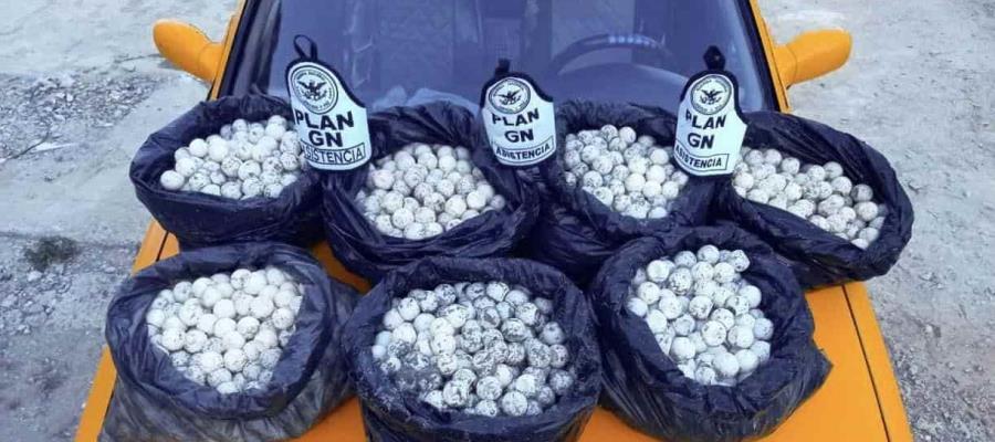 Asegura Guardia Nacional 3 mil 500 huevos de tortuga marina en Oaxaca Asegura Guardia Nacional 3 mil 500 huevos de tortuga marina en Oaxaca