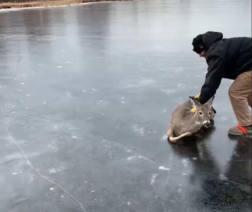 En Wisconsin, un hombre rescata a ciervo tras haber quedado varado en un lago congelado