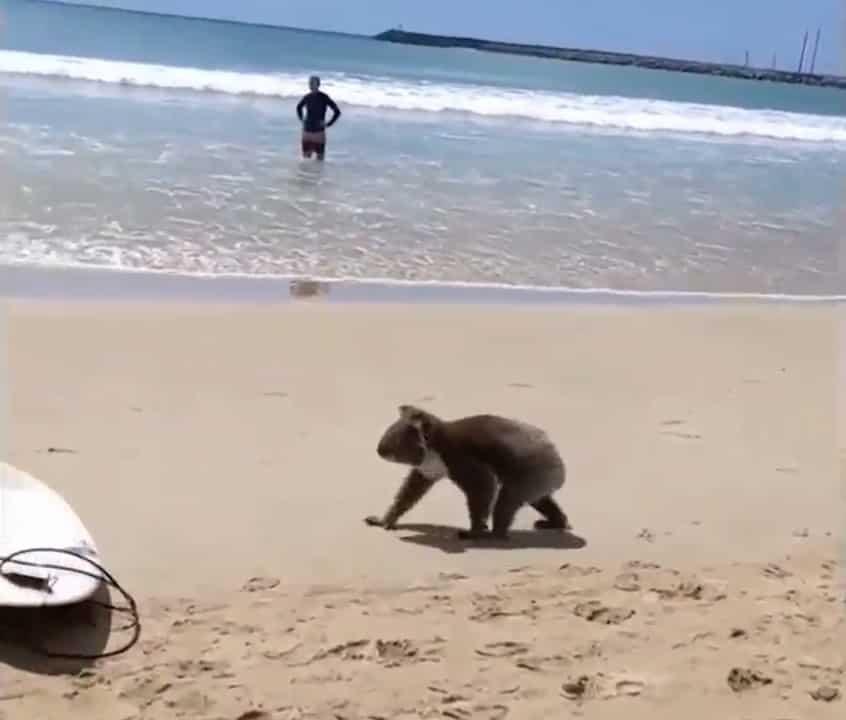 Koala es captado en una playa australiana