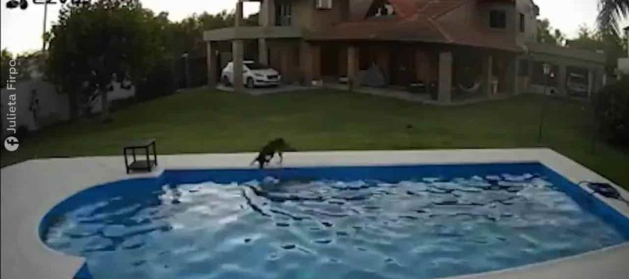 Perra ciega es salvada de morir ahogada por “compañera” tras caer a una piscina 