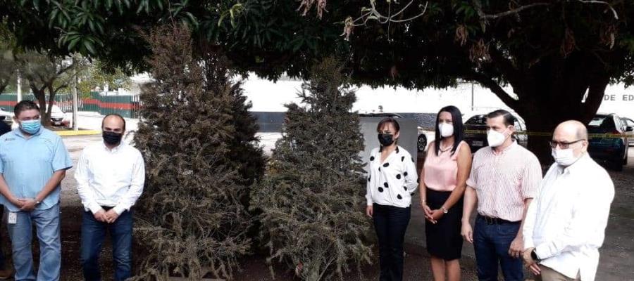 Inicia “Reciclatón de pinos naturales 2021”
