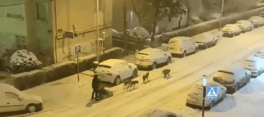 En España, un hombre se pasea con su trineo tirado por perros tras nevadas