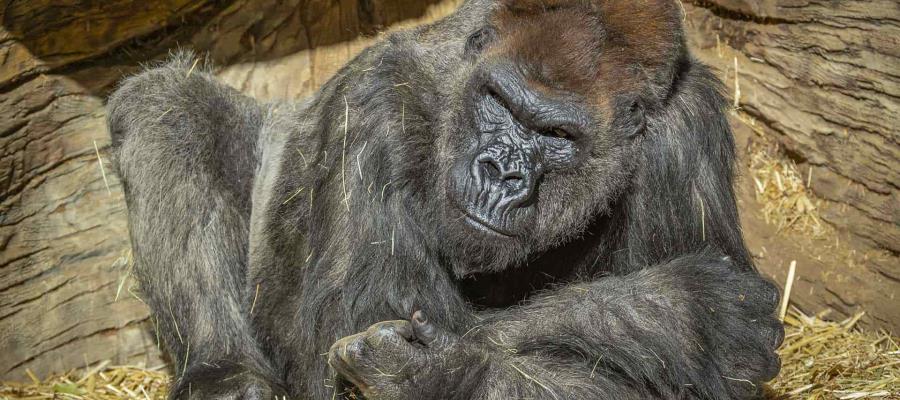 Un par de gorilas del zoológico de San Diego dan positivo a Covid-19