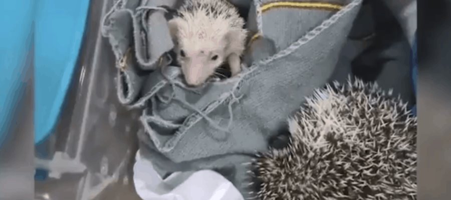 Rescata Guardia Nacional a dos erizos en el aeropuerto de Querétaro Rescata Guardia Nacional a dos erizos en el aeropuerto de Querétaro