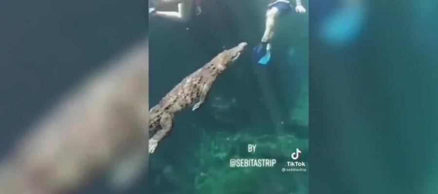 Panchito, cocodrilo-mascota en cenote de Tulum se vuelve viral en redes por nadar con turistas