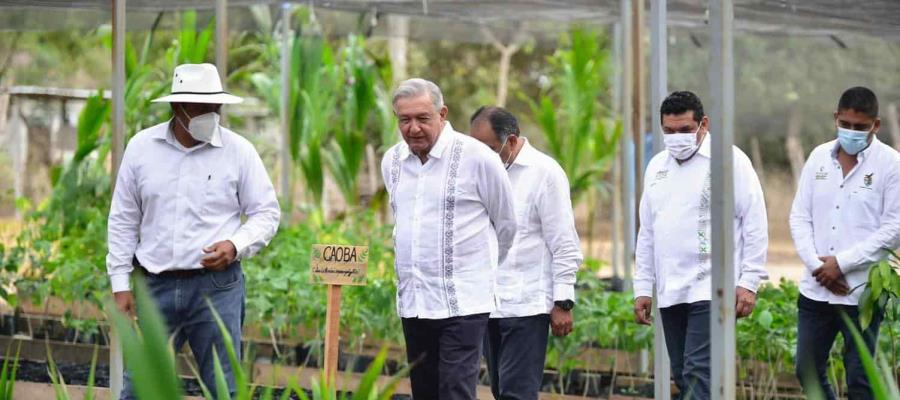 Evalúa federación “Sembrando Vida”; se han plantado 4 millones de plantas y beneficiado a más de 400 mil sembradores en el país Evalúa federación “Sembrando Vida”; se han plantado 4 millones de plantas y beneficiado a más de 400 mil sembradores en el país