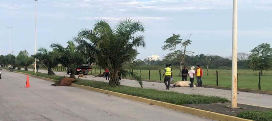 Daños materiales y cuatro reses muertas deja accidente sobre el boulevard Bicentenario Daños materiales y cuatro reses muertas deja accidente sobre el boulevard Bicentenario