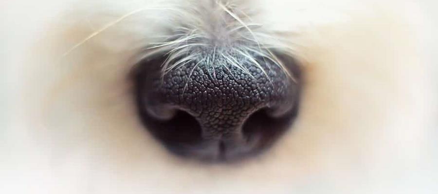 Rescatan a perro abandonado en departamento de Pachuca, llevaba un mes solo