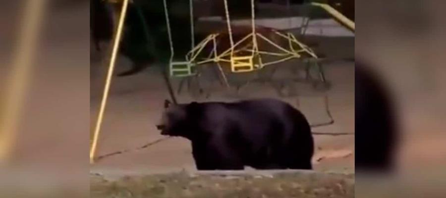 “Reaparece” oso en colonia de Nuevo León “Reaparece” oso en colonia de Nuevo León