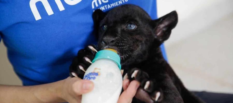 Nace jaguar negro en zoológico de Mérida, buscan nombre para el cachorro