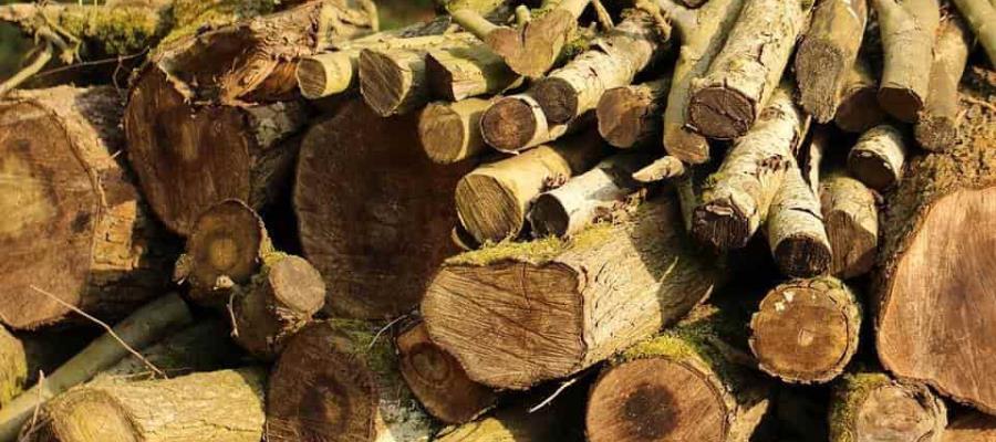 Tala de árboles en México es equivalente a dos veces CDMX Tala de árboles en México es equivalente a dos veces CDMX