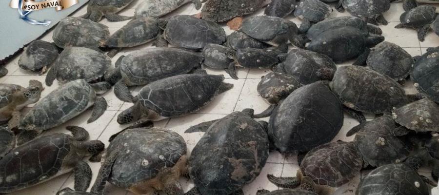 Rescata SEMAR a 130 tortugas marinas que no podían ingresar al mar debido a las bajas temperaturas