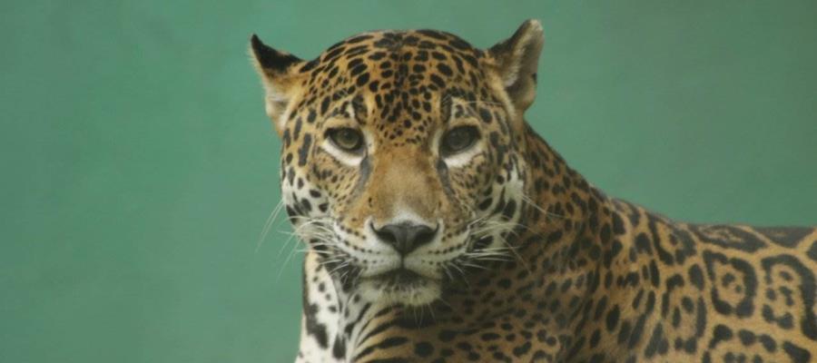 Intensifica Greenpeace campaña para proteger el hábitat del Jaguar en México