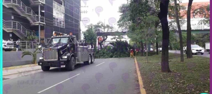 Choca tráiler contra árbol y destruye parada del transporte público en Ruiz Cortines