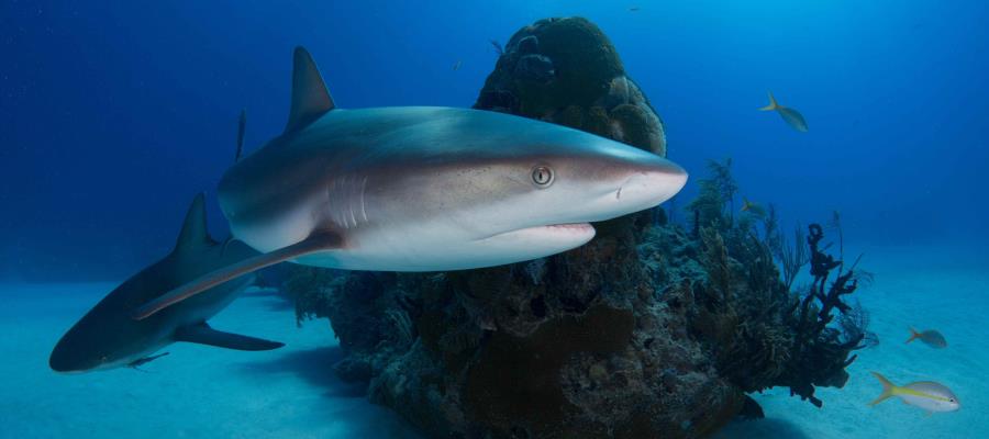 Cómo tener la mentalidad de tiburón Cómo tener la mentalidad de tiburón