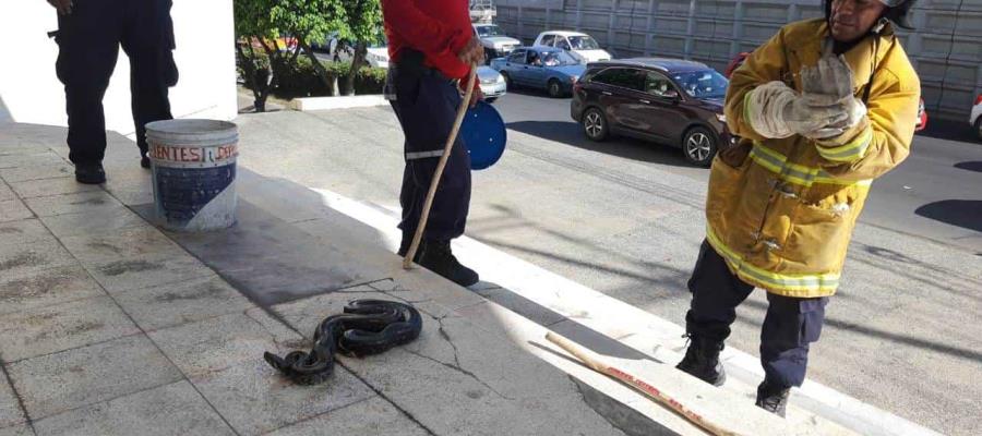 Capturan boa constrictor en plaza comercial de Villahermosa Capturan boa constrictor en plaza comercial de Villahermosa