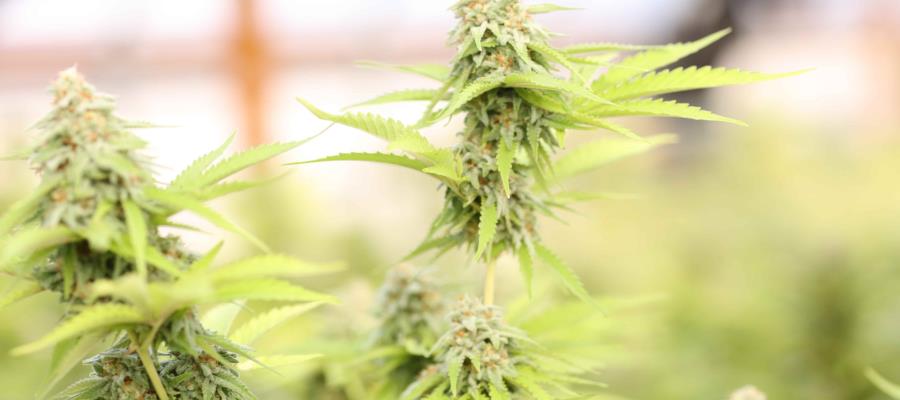 Legalización de la marihuana incrementará la violencia, advierte Iglesia Católica Legalización de la marihuana incrementará la violencia, advierte Iglesia Católica