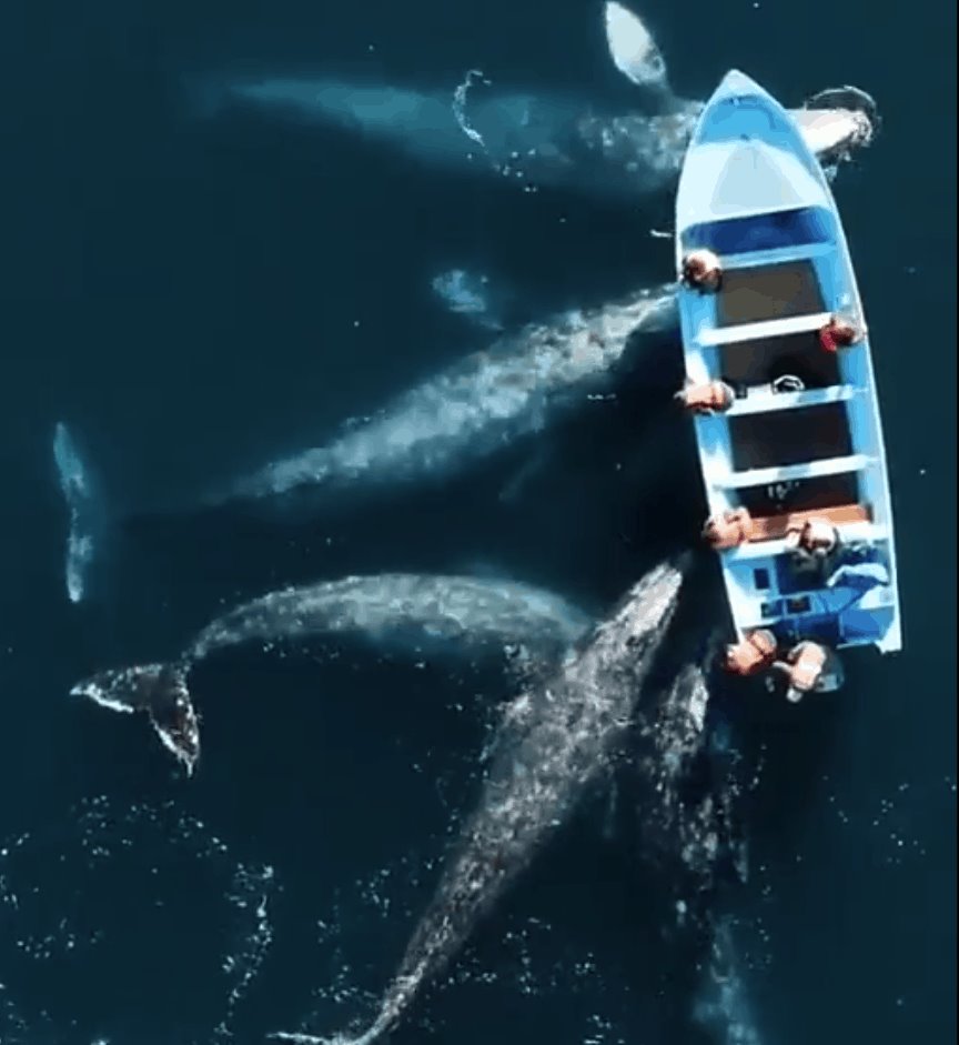 Familia de ballenas grises rodea bote en laguna de Baja California Sur