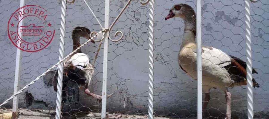 Asegura PROFEPA 25 ejemplares de fauna silvestre a particular que no comprobó su legal procedencia en EDOMEX