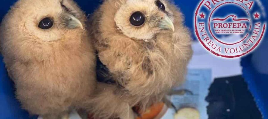 Asociación Civil entrega dos ejemplares de lechuzas a Profepa en Chiapas Asociación Civil entrega dos ejemplares de lechuzas a Profepa en Chiapas